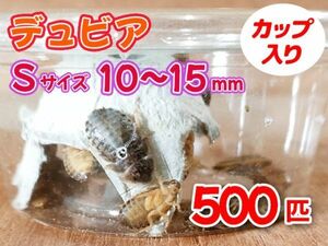 【送料無料】 デュビア Sサイズ 1.0～1.5cm 500匹 カップ入り アルゼンチンモリゴキブリ 肉食熱帯魚 爬虫類 両生類 [3550:broad2]