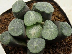 ■[W038]山の嵐　ヤマト運輸 【多肉植物　Haworthia　ハオルチア　ハオルシア】