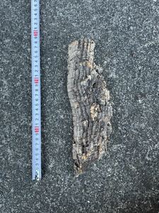 コルク樹皮 Mサイズ 2-5 ビカクシダ 爬虫類 コルク 洋蘭 チランジア エアプランツ 樹皮 ポルトガル産