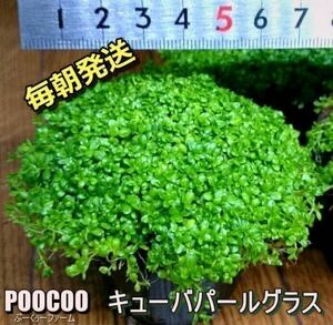 【毎朝発送】キューバパールグラス（6cmポット、水草、前景草、無農薬、スネールなし） No1607