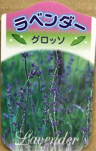花付き イングリッシュラベンダー 苗3株