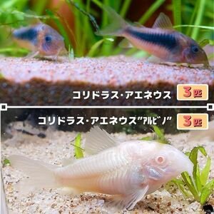 熱帯魚　コリドラス・アエネウス & コリドラス・アエネウス アルビノ　6匹セット（各3匹）　※雄雌のご指定不可　赤コリ　白コリ