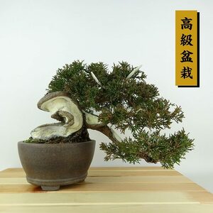 盆栽 真柏 樹高 上下 約19cm しんぱく 高級盆栽 Juniperus chinensis シンパク “ジン シャリ” ヒノキ科 常緑樹 観賞用 小品 現品