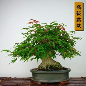 盆栽 紅葉 樹高 約21cm もみじ 高級盆栽 Acer palmatum モミジ カエデ科 落葉樹 観賞用 現品