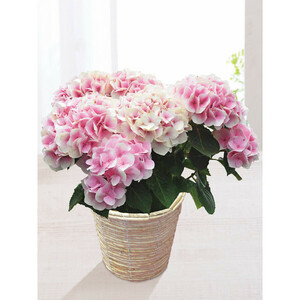 母の日専用 花 メッセージカード付 アジサイ鉢植え コットンキャンディ 24-6718-057
