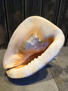 トウカムリ貝 約2.22kg 27.0x23.0x20.5㎝　トウカムリガイ貝殻 巻貝 千年貝 万年貝 兜貝 唐冠 大型 Horned helmet