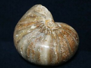 オウム貝 化石 ノーチラス・アンモナイト マダガスカル産?