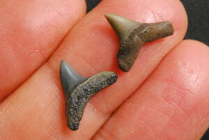 サメ 歯 化石 オナガザメ 2点 [TH18] サメの歯 鮫の歯 鮫 牙
