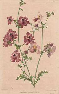 フランスアンティーク 博物画 植物画『Sachianthus pinnatus oculatus』 多色刷り石版画　ボタニカルアート