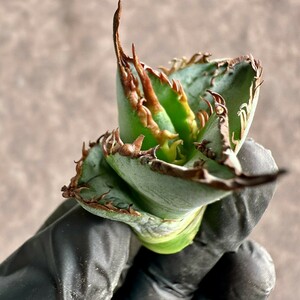 【Lj_plants】 W257 アガベ チタノタ実生 胴切子株 無名 葉内刺 希少株 極上子株