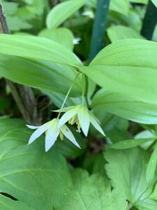 チゴユリ、スズランのような可憐な花 山野草 、ポット苗3本入り、毎年増えます、鉢植えで楽しめます