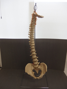 0510151s【サイズB】脊椎骨盤模型 人体模型 中古品/台付き/本体全長72cm程/※細かい部分の欠品等の可能性有り
