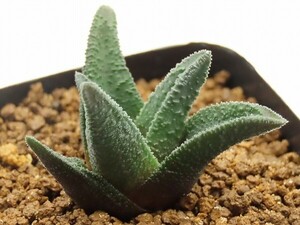 ■[W079]ソルディダ　実生　未繁殖　ヤマト運輸 【多肉植物　Haworthia　ハオルチア　ハオルシア】