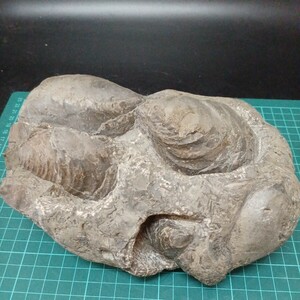 52013 イノセラム密集母岩　白亜紀　北海道小平町産　20cm×15cm×7cm