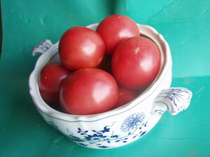固定種　トマト種　アロイトマト　種　30粒　栽培資料5点付　無農薬　 野菜種