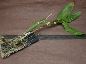 Dendrobium sulcatum デンドロビウム・サルカタム★ラン苗
