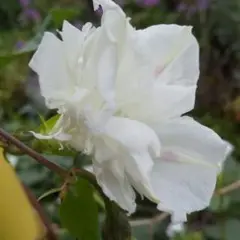 朝顔ホワイト八重種30粒
薔薇咲き
西洋朝顔「ジプシーブライダル」