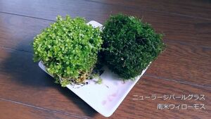 ニューラージパールグラス＆南米ウィローモス 水草 メダカ 熱帯魚 金魚 エビ 人気 おすすめA1