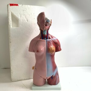 f001 N 人体模型 全長約cm 女性モデル 上半身 臓器 医学教材 内臓模型