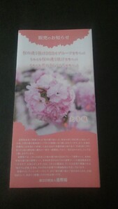 令和6年-桜の通り抜けリーフレット-《送料無料!》
