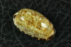 リスタークロダカラ　20.2㎜ 　タカラガイ　貝標本　貝殻