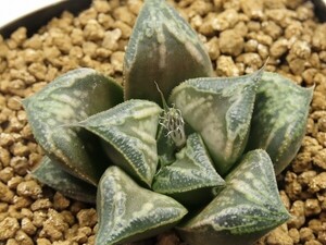 ■[Y083]Whisper Not　ウィスパーノット　ヤマト運輸 【多肉植物　Haworthia　ハオルチア　ハオルシア】