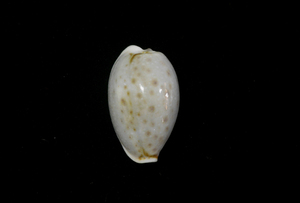 貝の標本 Cypraea boivinii 22.5mm.