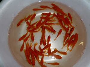 送料無料★小赤 金魚 １００匹セット