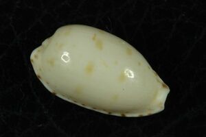 ソバカスダカラ　19mm 　タカラガイ　貝標本　貝殻