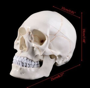 LDL789# 医療小道具モデル★等身人間の頭蓋骨モデルです★勉強教育用品として医師、カイロプラクター、理学療法士などに最適です