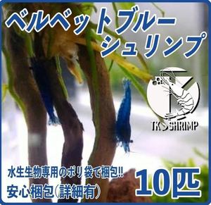 【TKシュリンプ】(宅急便配送 送料無料) ベルベットブルーシュリンプ 10匹 (検索用 ミナミヌマエビ チェリーシュリンプ メダカ 金魚)