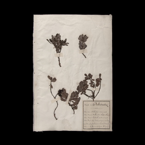 植物の標本 17, 欧州, 19世紀.（フランス 押し花 植物 花 ボタニカル アート 芸術 美術 アンティーク 古道具 絵画 素描）