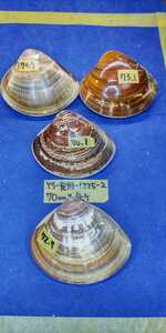 蛤　YS−1225−2　変形珍品70mm4個　江戸前　貝合わせ　貝覆い　ハマグリ　貝殻　標本　材料