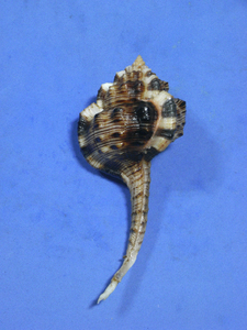 貝の標本 Haustellum haustellum 94mm.w/o.freak.