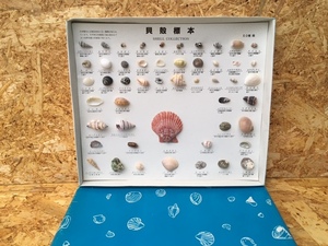 ＜送料込＞日本領内 貝殻標本 50種 セット / まとめて 資料 かいがら 教材 昭和レトロ アンティーク コレクション