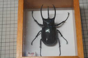 ★希少 コーカサスオオカブト/Three horn beetle 90mm （東南アジア）3本の角を持つカブトムシ★