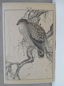 景年花鳥画譜 冬巻 No.16 拾六 枯樹 鴟 カレキ トビ 鳶 今尾景年 彩色刷 木版画 山田芸艸堂 明治25年 1892年 台紙貼１枚 ビニール袋入 版画