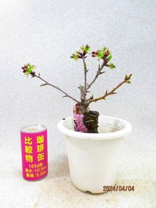 [讃岐屋緑兵衛]旭山桜 4/4開花～花終想定(4189白丸プラ鉢)全高：28㎝※同梱包は「まとめて取引」手続厳守※送料明記＊説明必読