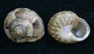 貝の標本 Gaza sericata 13mm.