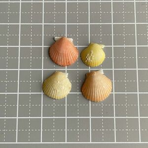 【 ヒヨクガイ 】 カラフル 微小貝 貝殻 貝 貝殻標本　標本　黄色　オレンジ　二枚貝　標本箱　ハンドメイドパーツ　資材　コレクション