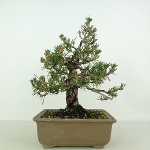 盆栽 松 黒松 千寿丸 樹高 約20cm くろまつ Pinus thunbergii クロマツ マツ科 常緑針葉樹 観賞用 小品 現品