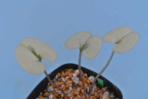 山野草　斑入り　寒葵　ミヤコカンアオイ　大覆輪　珍品です