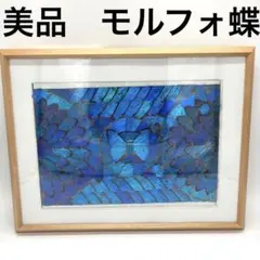 【レア】　モルフォ蝶　アート　標本　芸術　コレクション　　美術　絵　昆虫  19