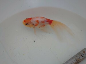 津軽錦 三輪錦 モザイク透明鱗 明三歳魚