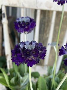 プリムラ　カピタータ　花の苗　山野草