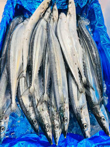 解凍 秋刀魚 サンマ さんま 5尾 (1尾約100~130g) 北海道 塩焼き 蒲焼き 唐揚げ 天ぷら