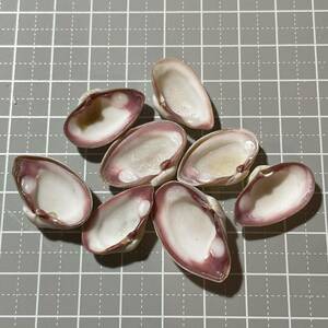 《 クチベニガイ 》 貝殻　貝　貝殻標本　二枚貝　シェル　ハンドメイド　資材　材料　工作　かいがら　shell コレクター　コレクション