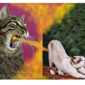 - A4プリント ニャジラvsニャンギラス cd286 アート ねこ ネコ ねこあそび にゃんこ大戦争 猫 まね ごろにゃん ニャンコ funny cat Art