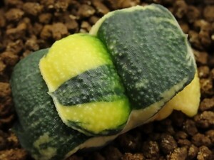 ■[W039]岡野臥牛×スポット臥牛　ヤマト運輸 【多肉植物　Haworthia　ハオルチア　ハオルシア】