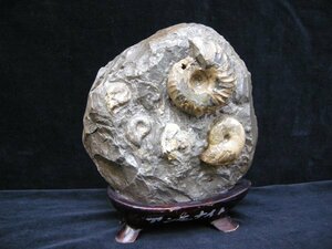 アンモナイト・化石・H17cmW15.2cm・重さ2.2Kg・145964